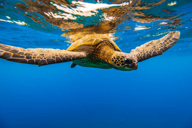 Close up of green sea turtle swimming on the surface of the ocean viewed from underwater stock photo