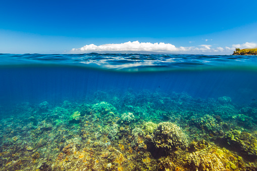 Coral reef below the surface with clear blue sky above. Photographed in Maui, Hawaii.