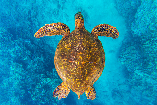 Directly above a green sea turtle swimming over coral through clear blue ocean. Photographed in Maui, Hawaii.