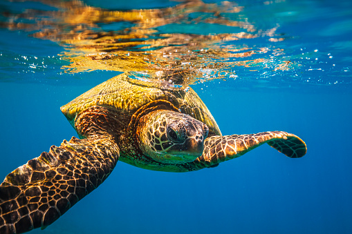 Green sea turtle swimming near the surface of the ocean viewed from underwater. Photographed in Maui, Hawaii.