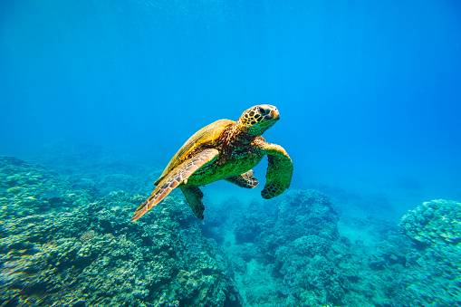 Green sea turtle swimming over coral through clear blue ocean. Photographed in Maui, Hawaii.