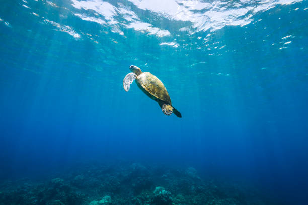 Green sea turtle swimming over coral through clear blue ocean. Photographed in Maui, Hawaii.