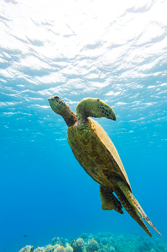 Green sea turtle swimming up to the surface to breath. Photographed in Maui, Hawaii.