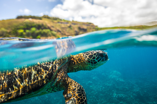 Green sea turtle taking a breath on the surface of the ocean, split shot above and below. Photographed in Maui, Hawaii.