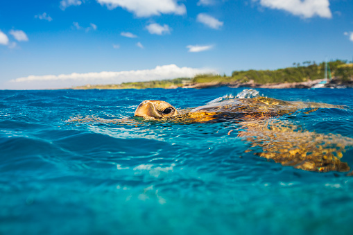 Green sea turtle taking a breath on the surface of the ocean. Photographed in Maui, Hawaii.