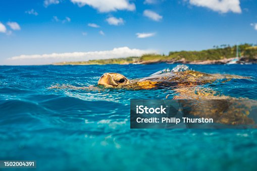 istock Green sea turtle taking a breath on the surface of the ocean in Hawaii 1502004391