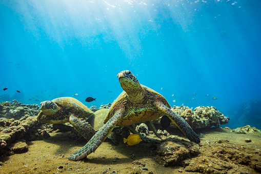 Green sea turtles resting on a sunken wreck in the ocean. Photographed in Maui, Hawaii.