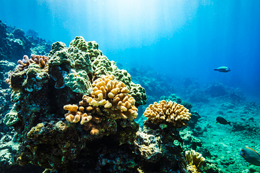 Hard coral reef head underwater in clear blue ocean. Photographed in Maui, Hawaii.