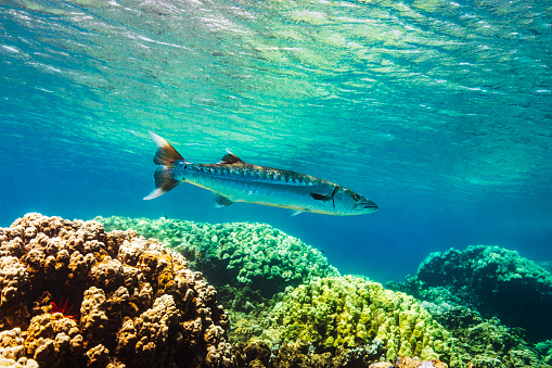 Large barracuda fish swimming over coral reef heads underwater in clear blue ocean. Photographed in Maui, Hawaii.