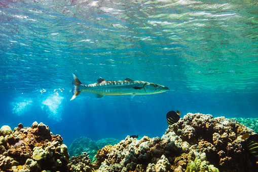 Large barracuda fish swimming over coral reef heads underwater in clear blue ocean. Photographed in Maui, Hawaii.