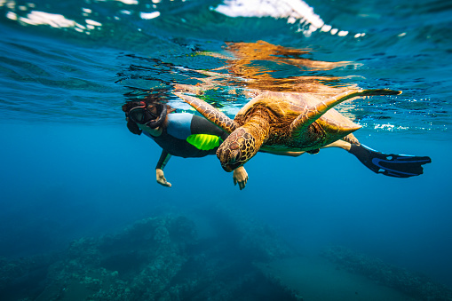 Young woman swimming alongside green sea turtle in the ocean. Photographed in Maui, Hawaii.