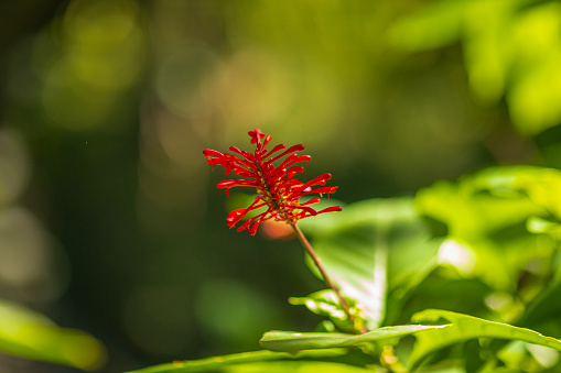 Close up detail of lush green foliage with red flower in a tropical rainforest. Shot in Hawaii.