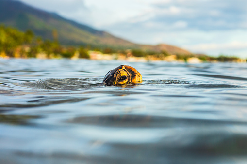 Close up of green sea turtle popping head above water in the ocean. Photographed in Maui, Hawaii.