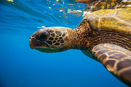 Close up of green sea turtle swimming on the surface of the ocean viewed from underwater. Photographed in Maui, Hawaii.