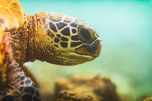 Close up portrait of green sea turtle feeding on the ocean floor. Photographed in Maui, Hawaii.