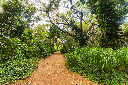 Dirt track through a tropical rainforest in Hawaii