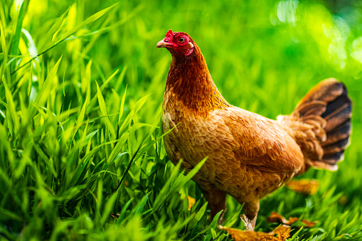 Free range chicken roaming in lush green grassy forest with bright sunlight during the day. Photographed in Hawaii.