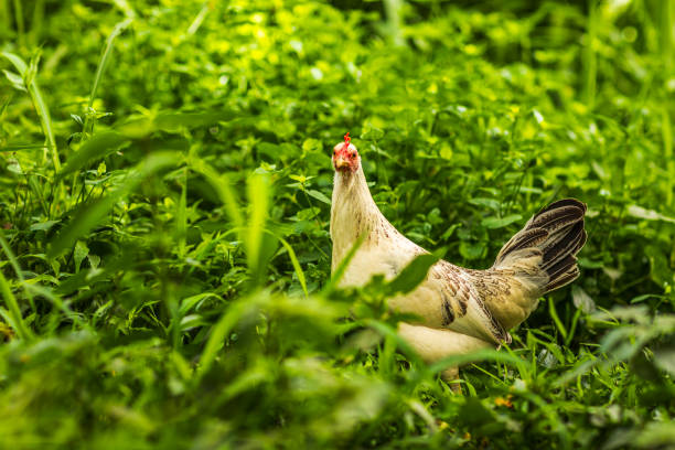 Free range chicken roaming in lush green grassy forest with bright sunlight during the day. Photographed in Hawaii.