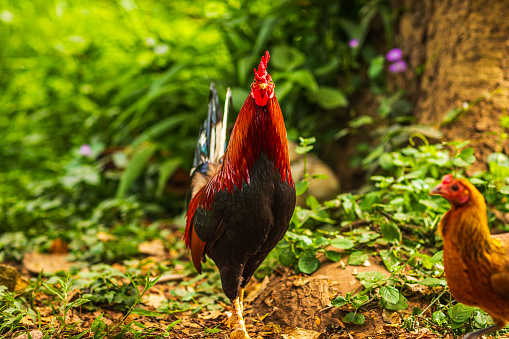 Free range chicken roaming in lush green grassy forest with bright sunlight during the day. Photographed in Hawaii.