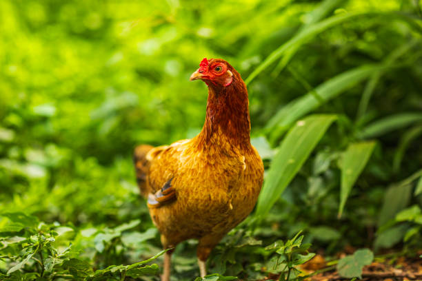 Free range chicken roaming in lush green grassy forest with bright sunlight during the day. Photographed in Hawaii.