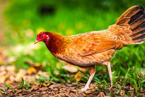 Free range chicken roaming in lush green grassy forest with bright sunlight during the day. Photographed in Hawaii.