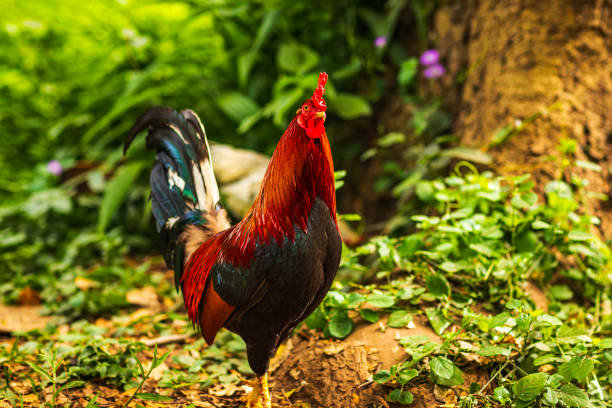 Free range chicken roaming in lush green grassy forest with bright sunlight during the day. Photographed in Hawaii.