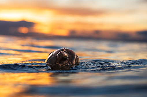 Green sea turtle popping head above water to breath and watch a golden sunset over the ocean. Photographed in Maui, Hawaii.