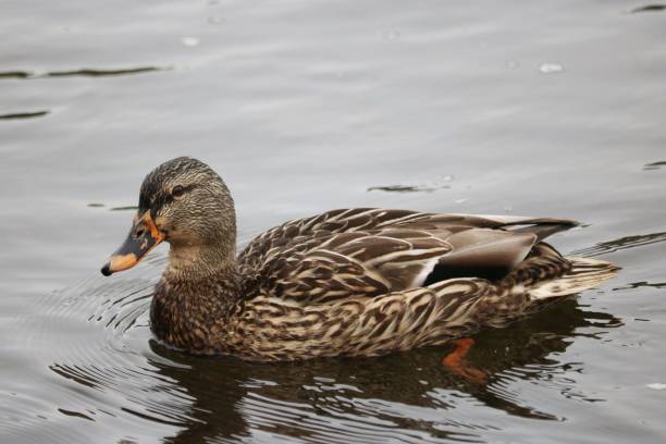 istock Sweet Female Mallard Duck Says Hello 1502018739
