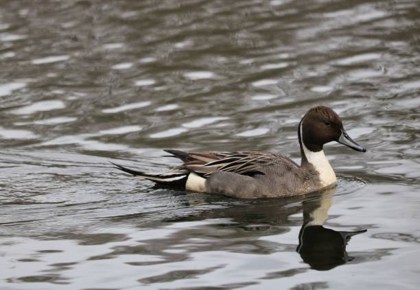 istock Gorgeous Northern Pintail Duck; Gliding Along 1502019844