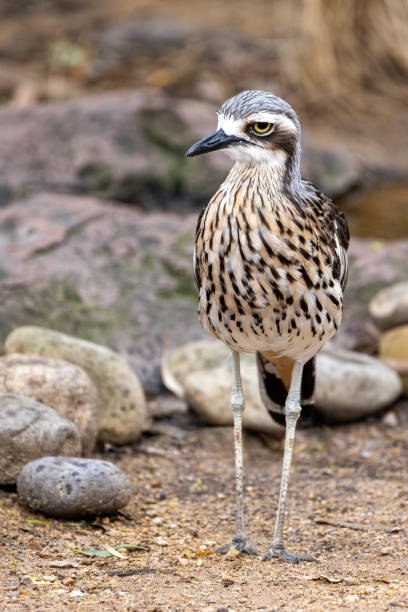 istock Bush stone-curlew, Burhinus grallarius also know as the Bush Thick-knee, Weeloo, Willaroo, Iben bird and Angelbird. A nocturnal ground dwelling bird endemic to Australia. 1502020463