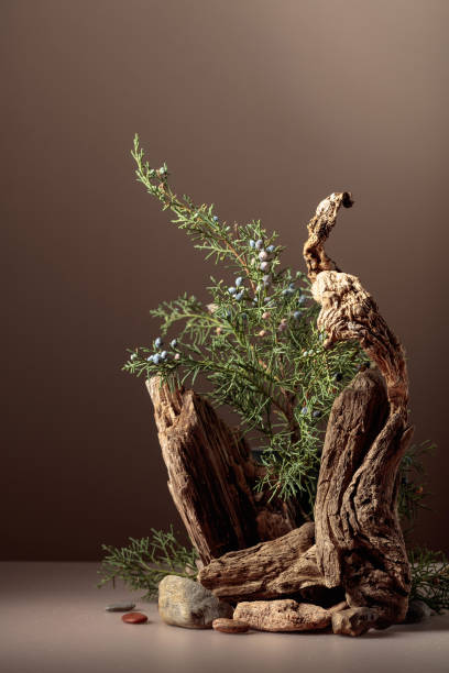 istock Abstract nature scene with a composition of juniper and dry snags. 1502023387