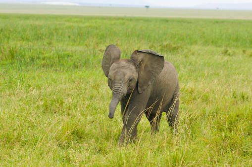 Young Elephant in Kenya walking in grass