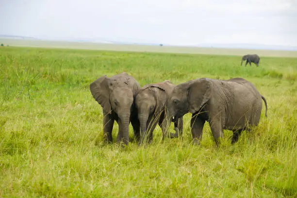 Photo of African Elephants on Savannah