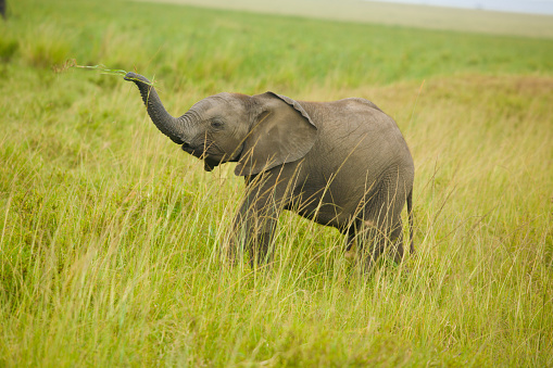 soft animal elephant on a white background .