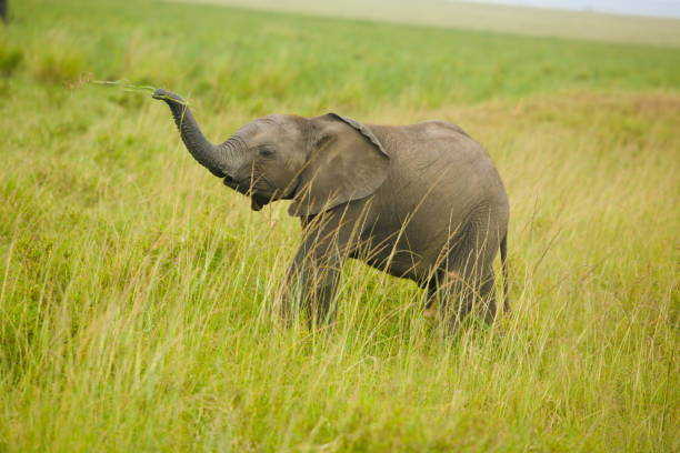 Young African Elephant on Savannah stock photo