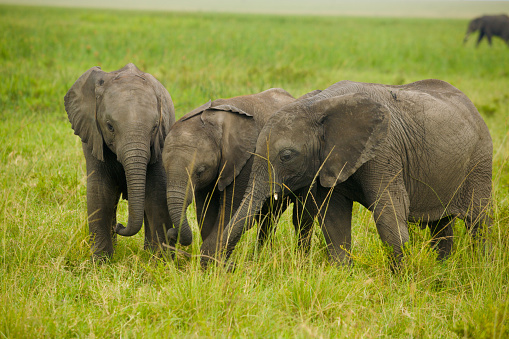 Young Elephants playing in grass