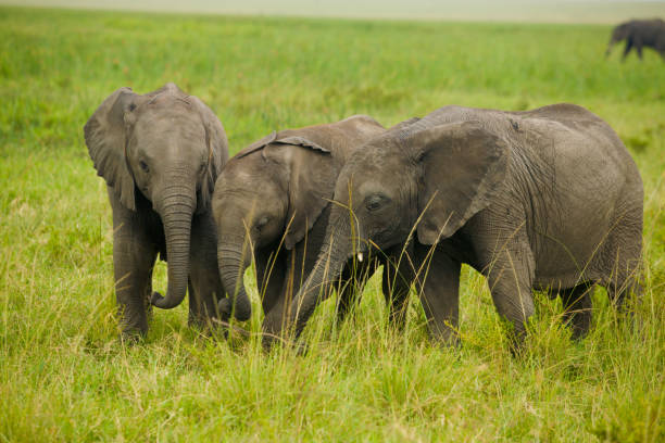 African Elephants on Savannah stock photo