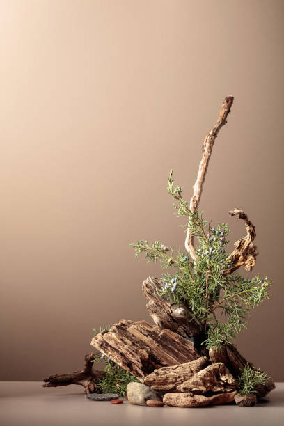 istock Abstract nature scene with a composition of juniper and dry snags. 1502025137