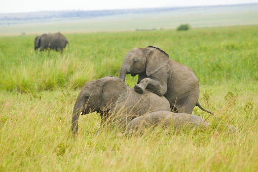 Elephant family in grass from Kenya