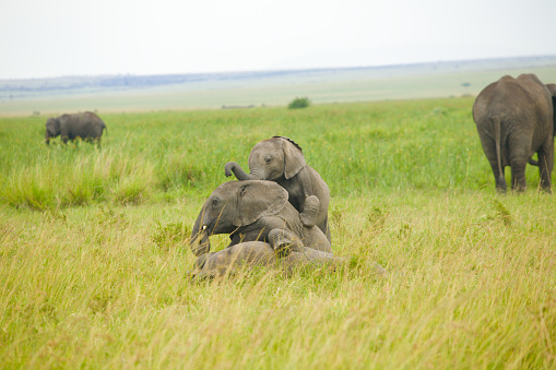 Young Elephants playing in grass