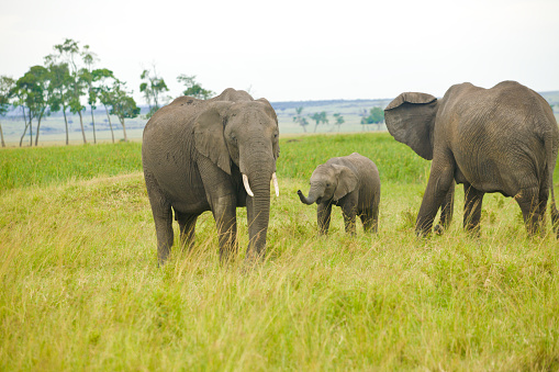 African Elephant Family in Kenya