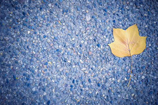 Autumn leaf on the asphalt
