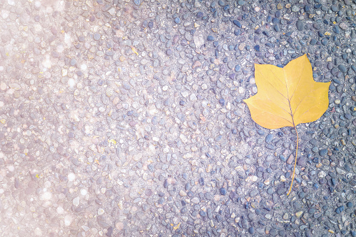 Conceptual autumn image. Single fallen leaf on the asphalt ground, with copy space. Not AI