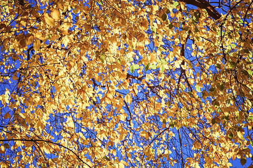 Golden coloured tree leaves, close up. Concept for autumn storytelling. Not AI