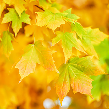 Big panoramic photo of multicolor autumn leaves background. Amazing multicolor autumn background