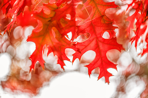 maple tree branch with bright leaves isolated on white background