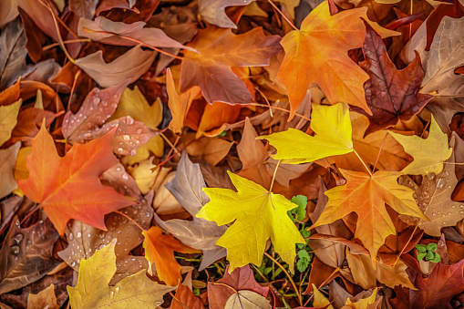 Close up of fallen autumn leaves. Full frame. Not AI