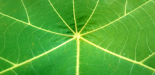 Closeup photo of leaf texture for background