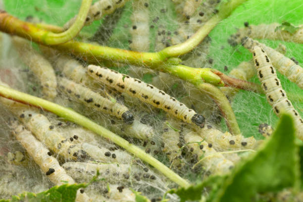 鳥チェリーエレマイト、イポノメウタエボニメラ幼虫の毛虫 - insect moth nature ermine moth ストックフォトと画像