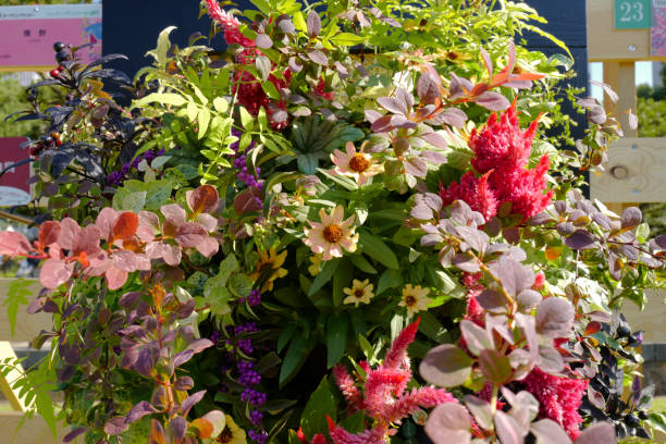 istock outdoor flower decoration 1502074046